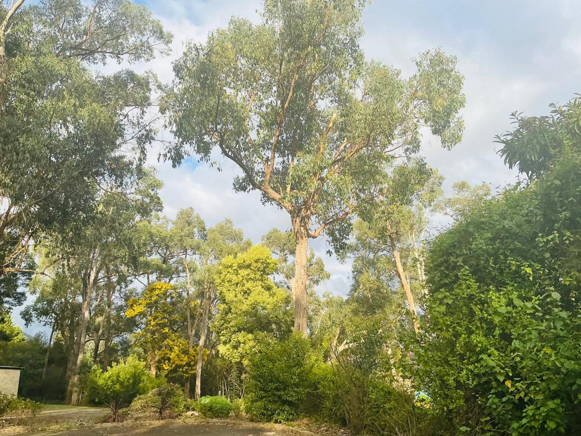 Sanctuary House Resort Motel Healesville Exterior photo